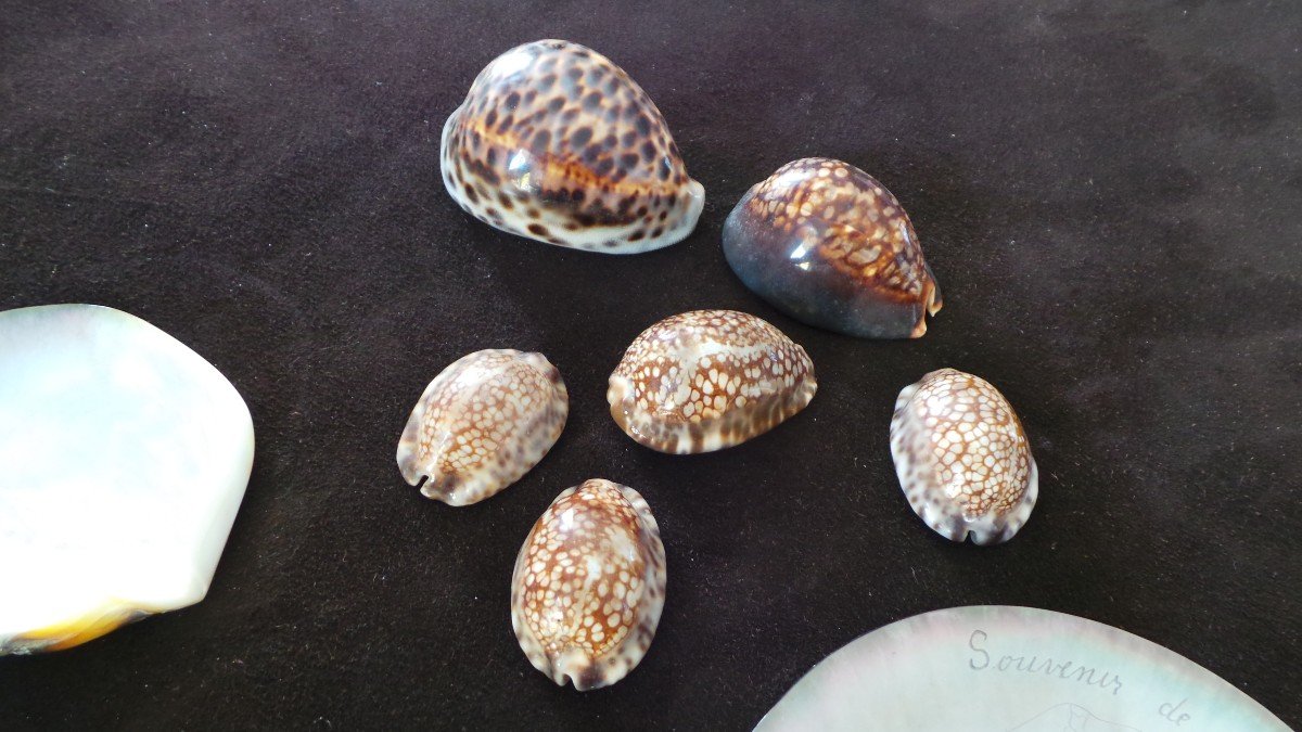 LOT 10 CORAUX: PINCTADA MARGARITIFERA & CYPRAEA TIGRIS-photo-4