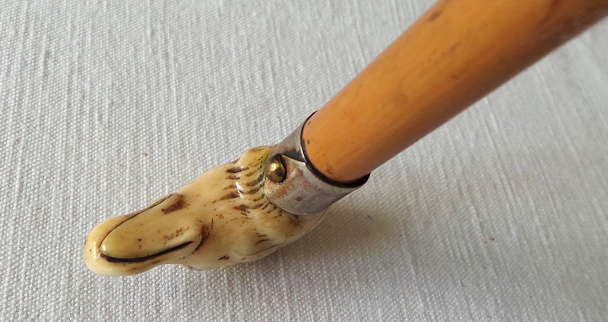 Cane Badine A  Greyhound's Head - XIX°--photo-3