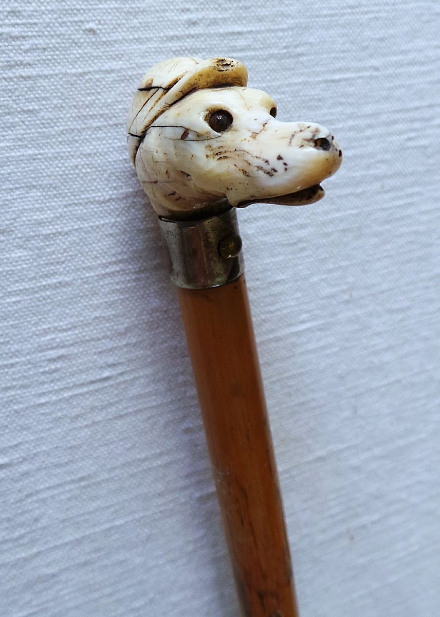 Cane Badine A  Greyhound's Head - XIX°-