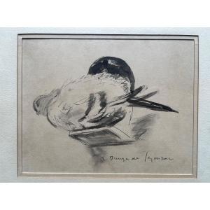 André Dunoyer De Segonzac Encre Originale Dessin Colombe Sur Un Perchoir Pigeon 