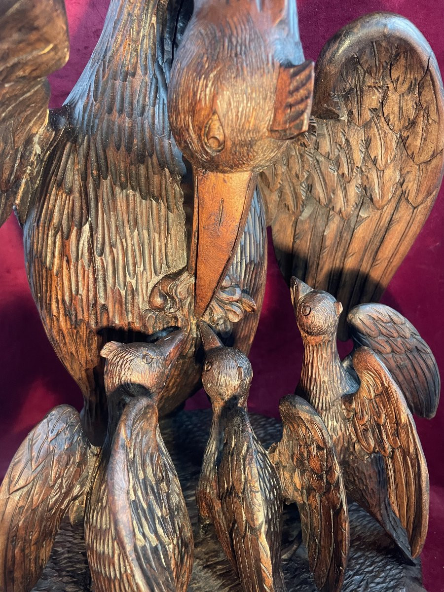 Pelican Feeding Its Young-photo-4