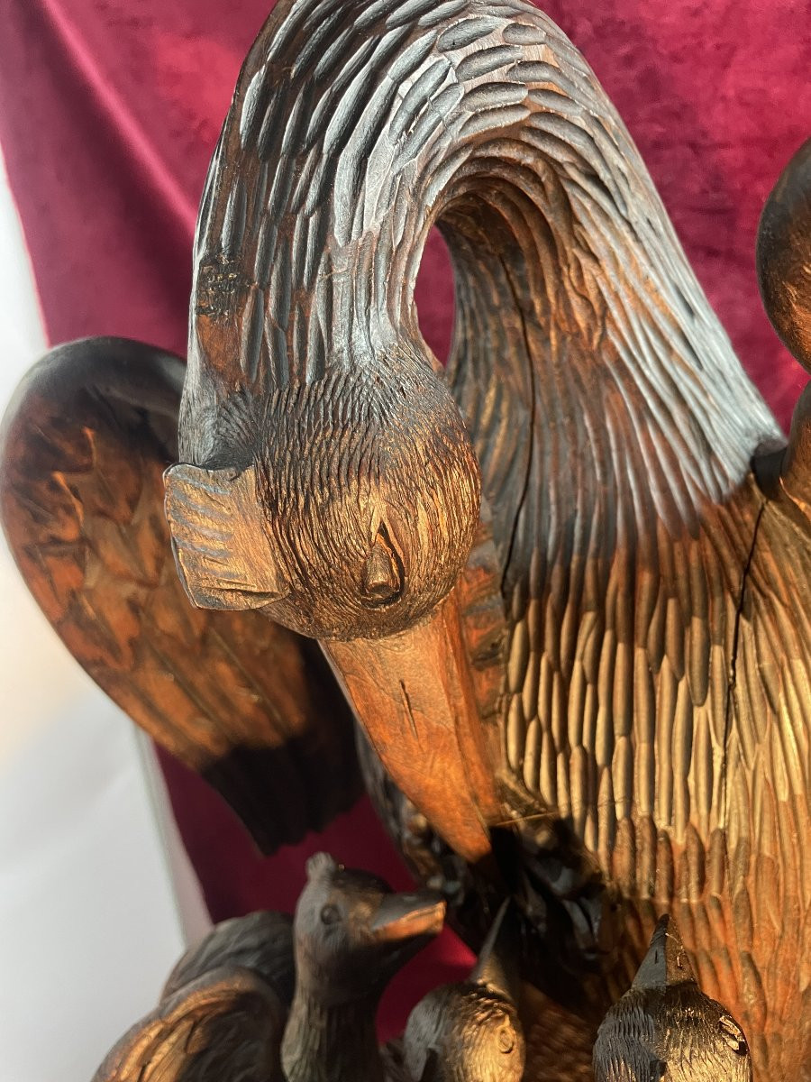 Pelican Feeding Its Young-photo-2