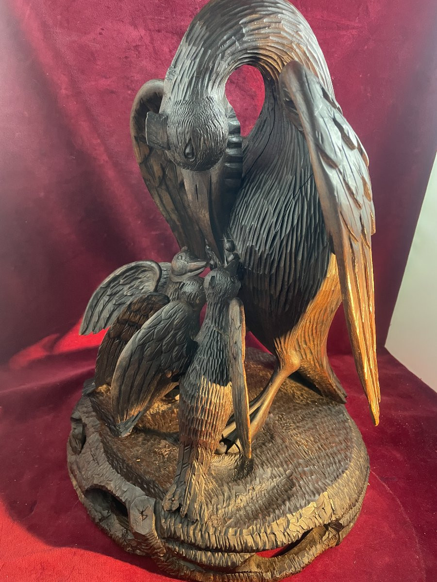 Pelican Feeding Its Young-photo-4