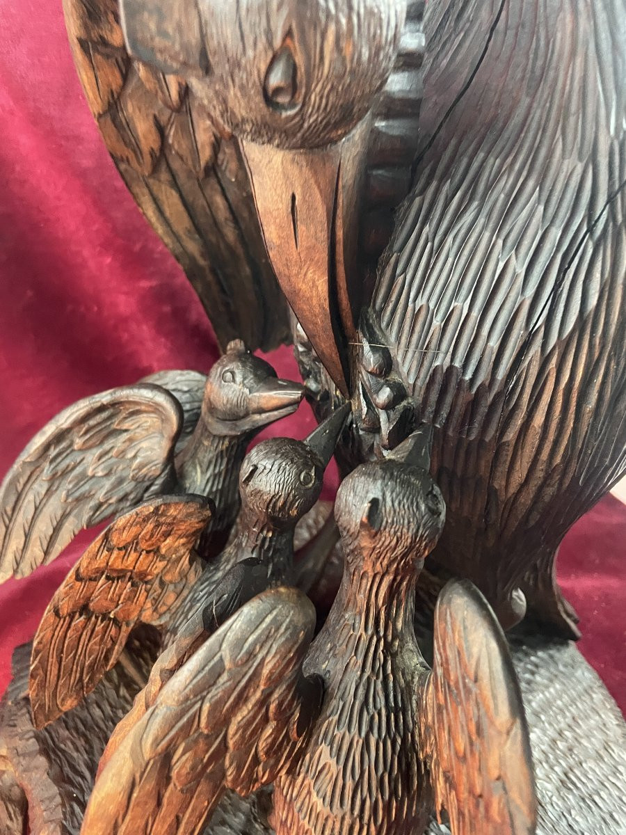 Pelican Feeding Its Young-photo-5