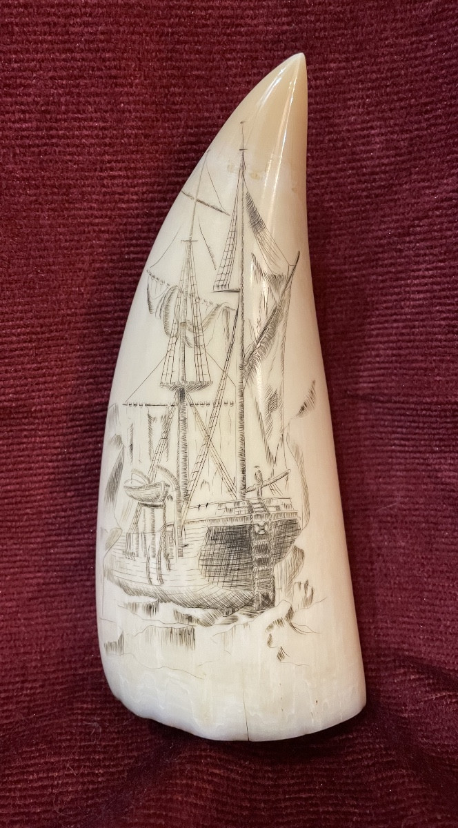 Grande dent de cachalot gravée scrimshaw-photo-2
