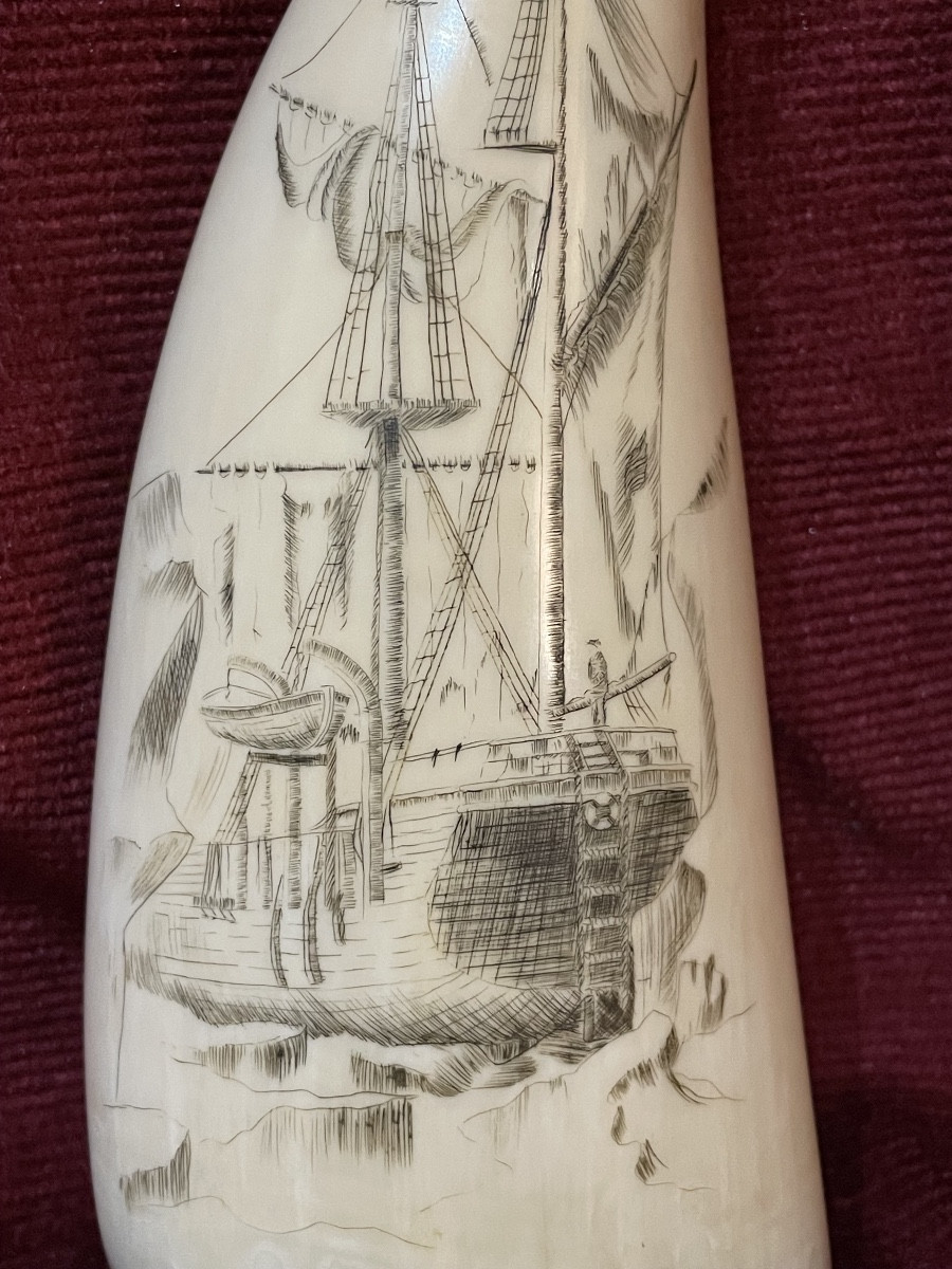 Grande dent de cachalot gravée scrimshaw-photo-4