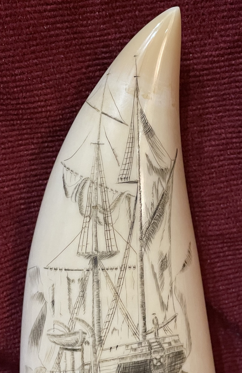 Grande dent de cachalot gravée scrimshaw-photo-1