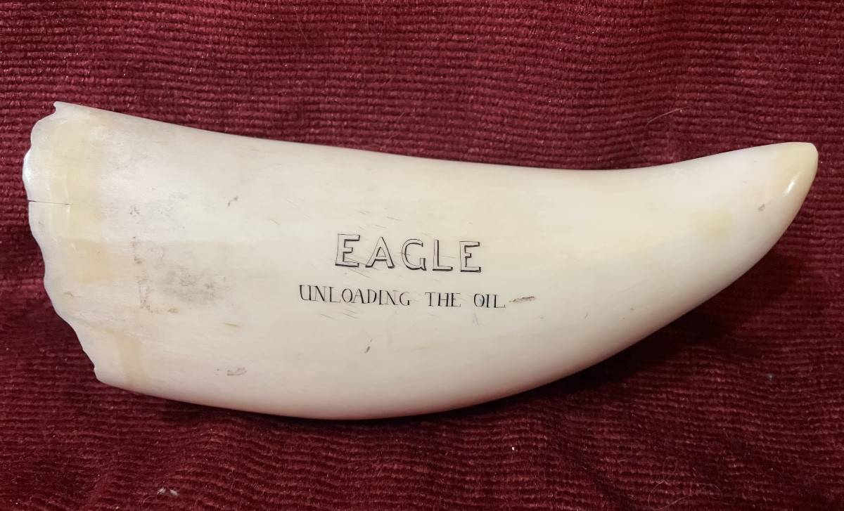 Grande dent de cachalot gravée scrimshaw-photo-2