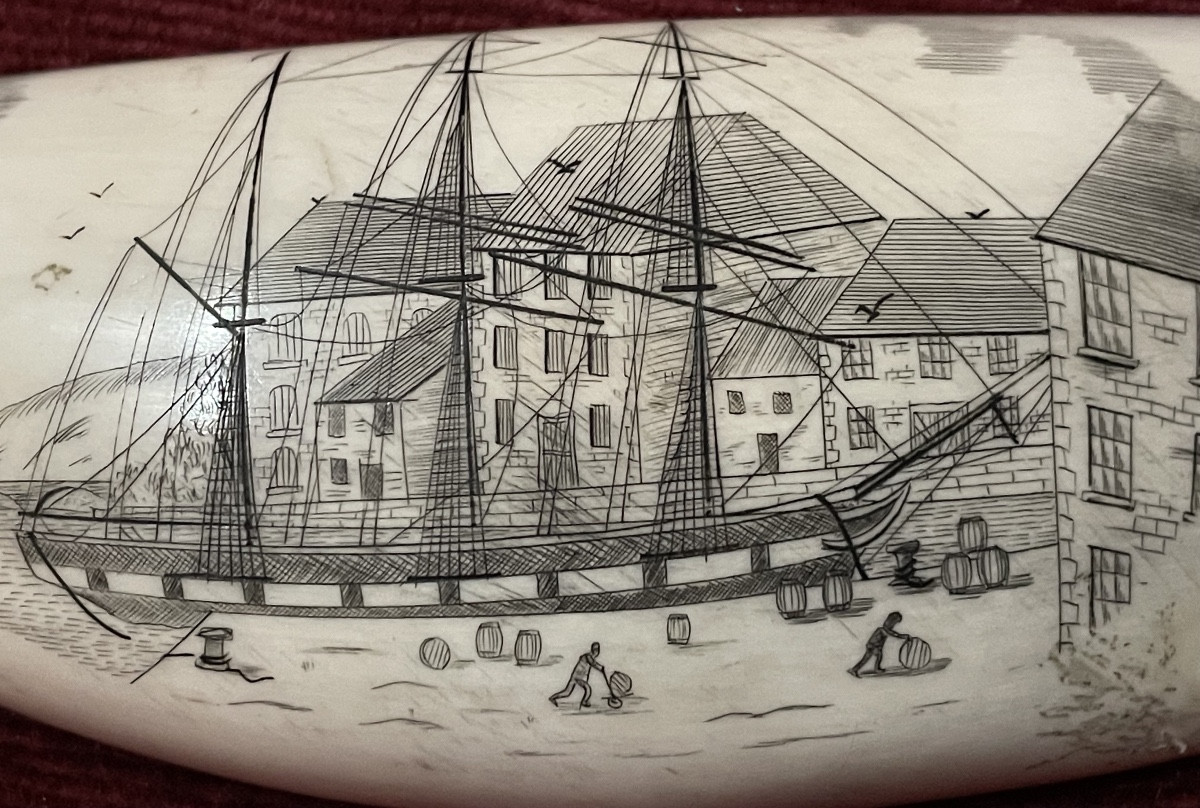 Grande dent de cachalot gravée scrimshaw-photo-4