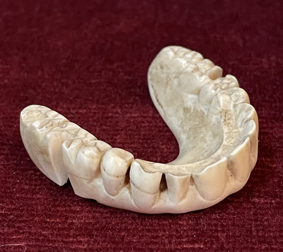 18th Century Denture Made Of Hippopotamus Ivory -photo-2