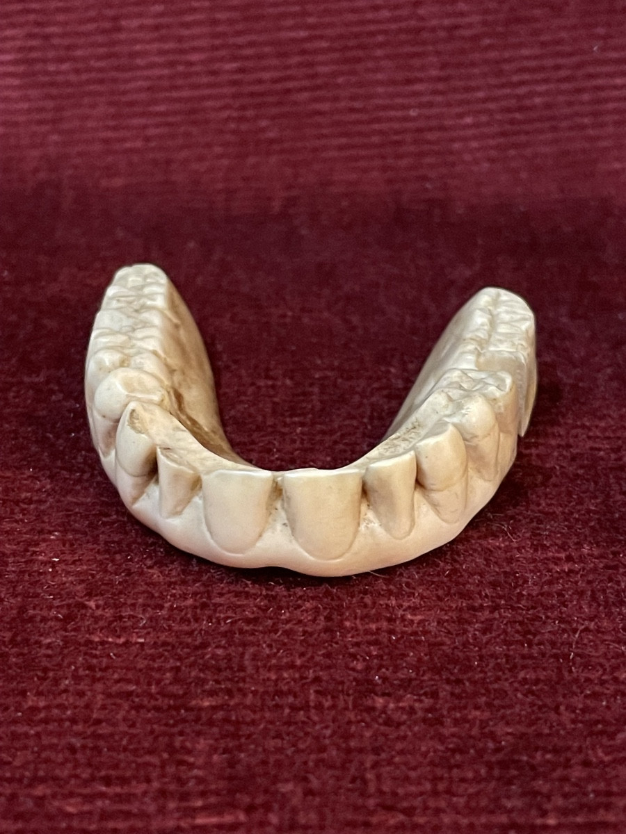 18th Century Denture Made Of Hippopotamus Ivory -photo-3