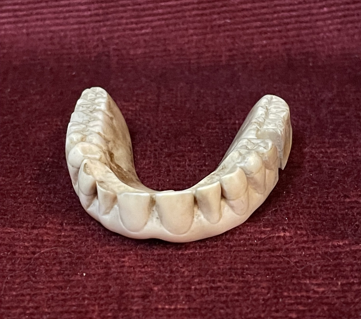 18th Century Denture Made Of Hippopotamus Ivory -photo-2