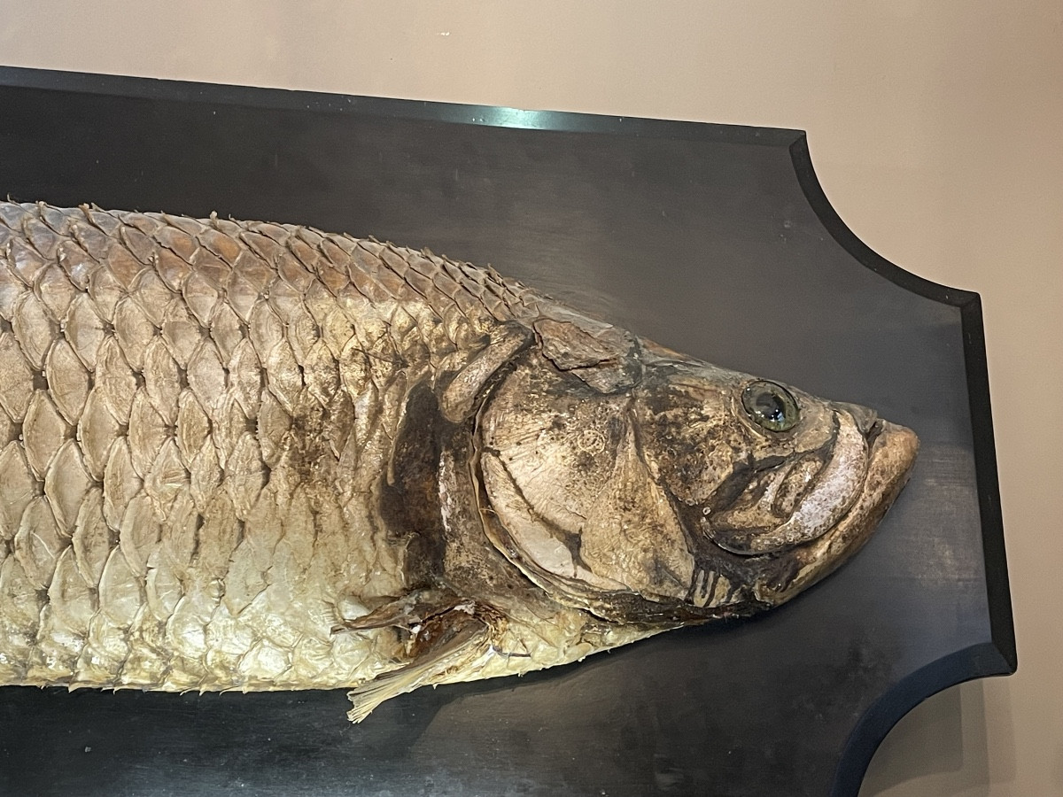 Exceptional Taxidermied Tarpon, 1.95m, Blackened Wooden Stand-photo-2