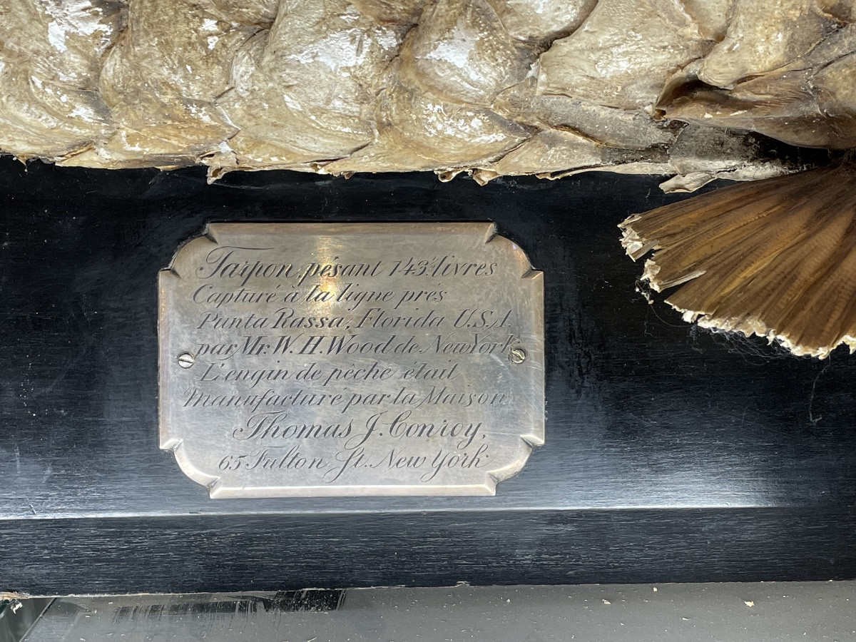 Exceptional Taxidermied Tarpon, 1.95m, Blackened Wooden Stand-photo-3