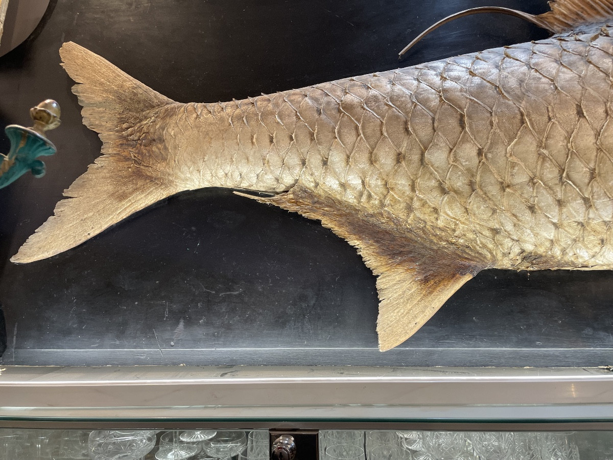 Exceptional Taxidermied Tarpon, 1.95m, Blackened Wooden Stand-photo-4