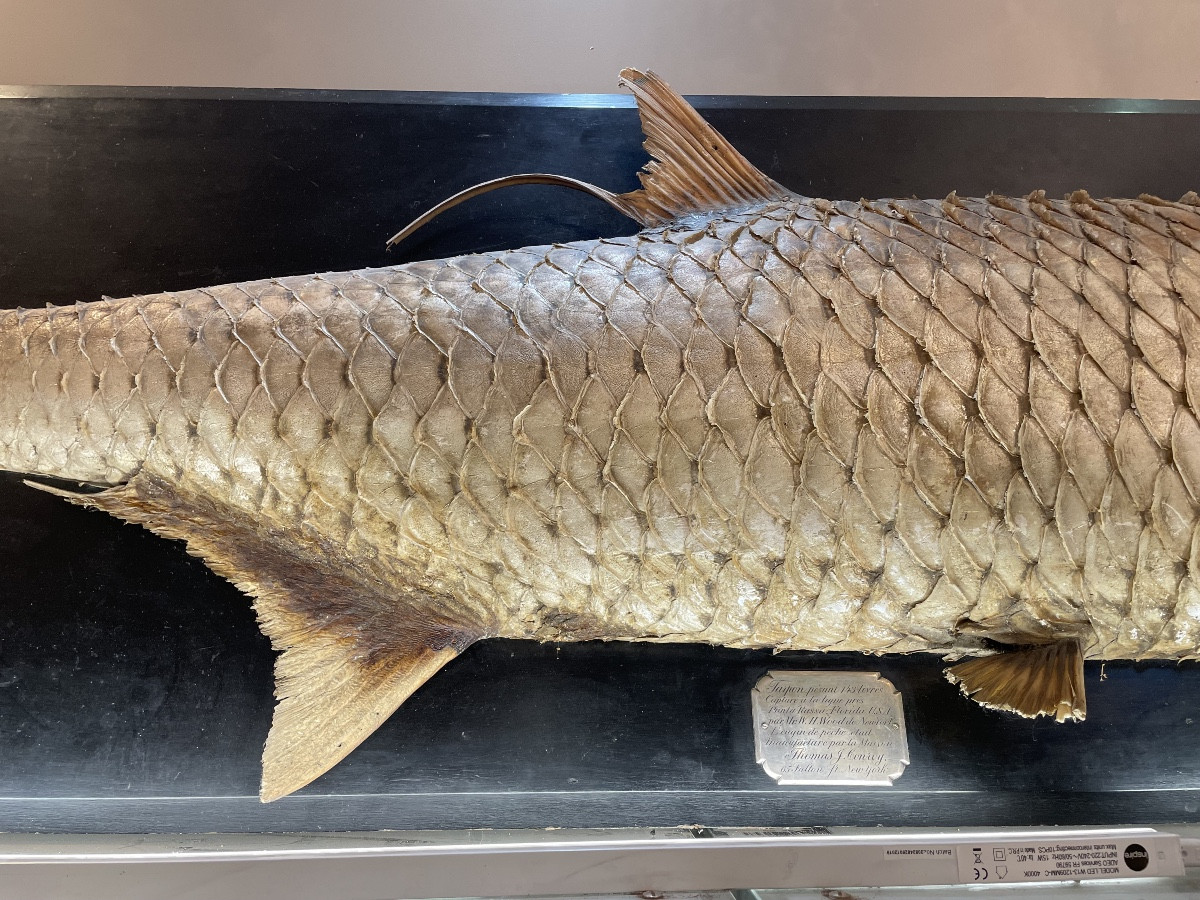 Exceptional Taxidermied Tarpon, 1.95m, Blackened Wooden Stand-photo-1