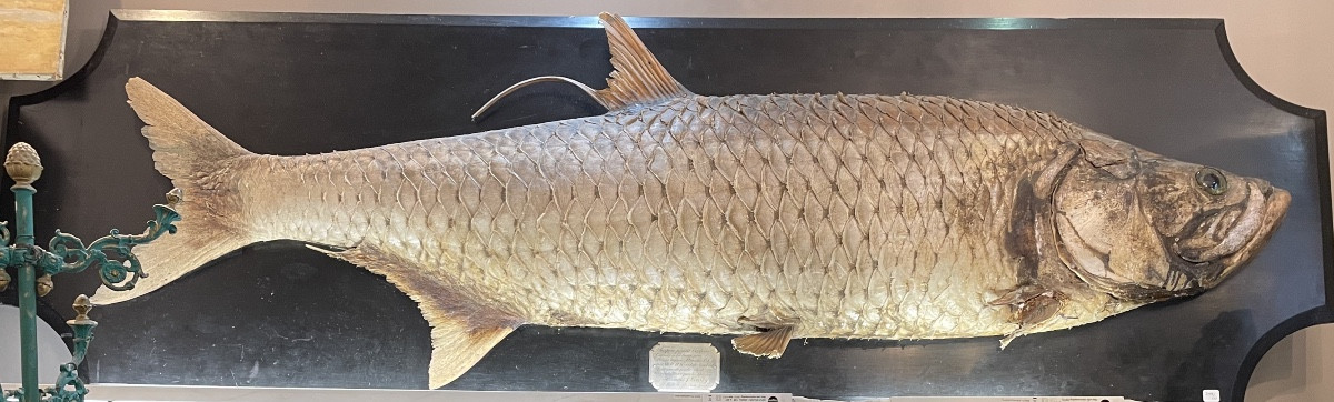 Exceptional Taxidermied Tarpon, 1.95m, Blackened Wooden Stand
