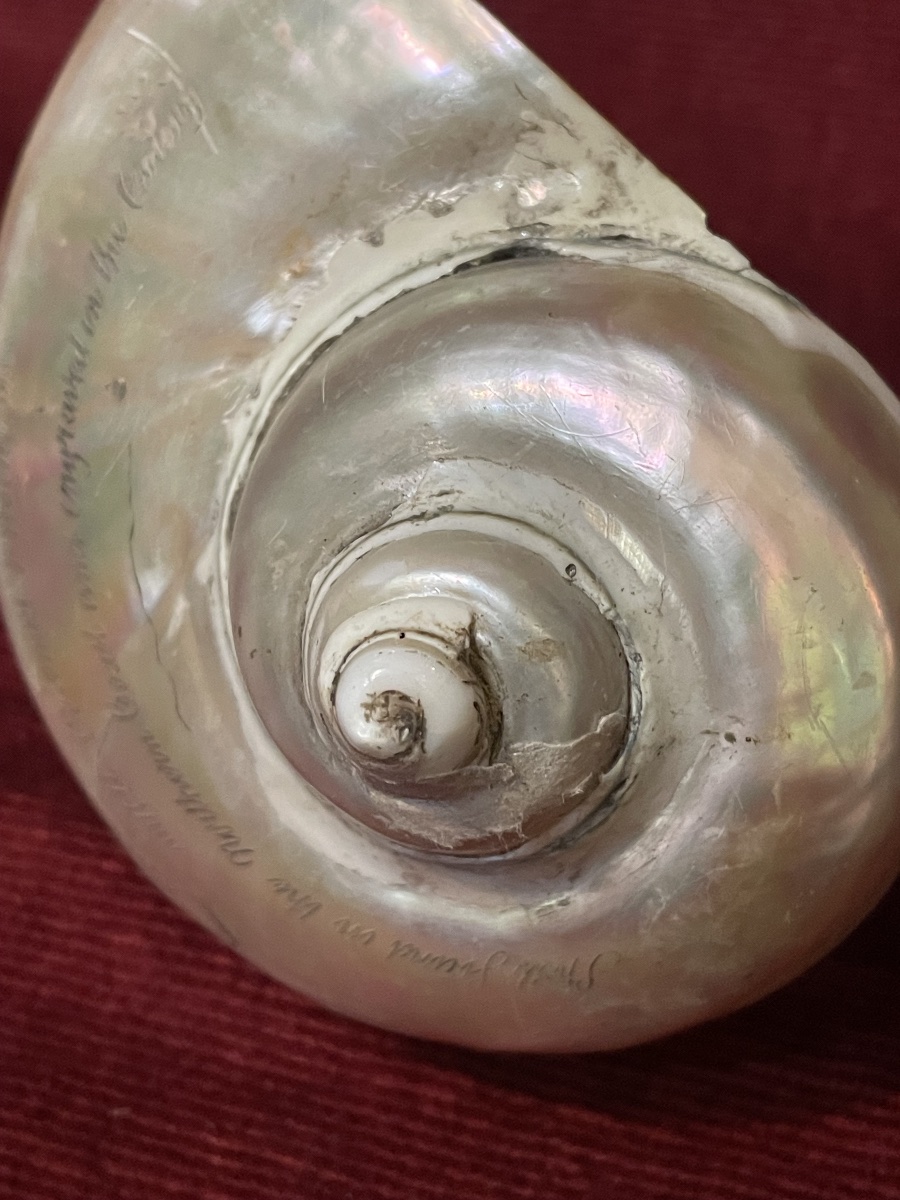 Engraved Shell With The Inscription "colonial Present," Australia, 19th Century -photo-7