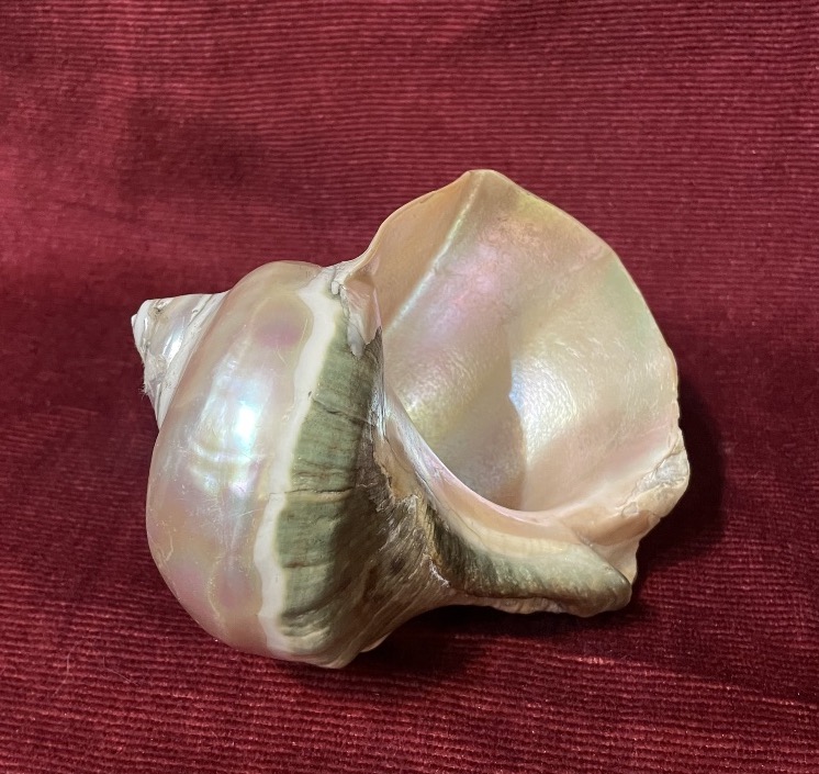 Engraved Shell With The Inscription "colonial Present," Australia, 19th Century -photo-6