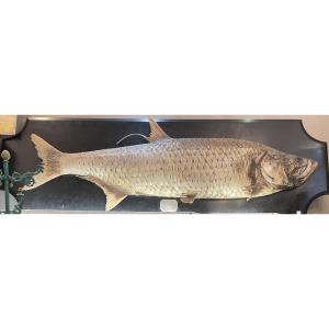 Exceptional Taxidermied Tarpon, 1.95m, Blackened Wooden Stand