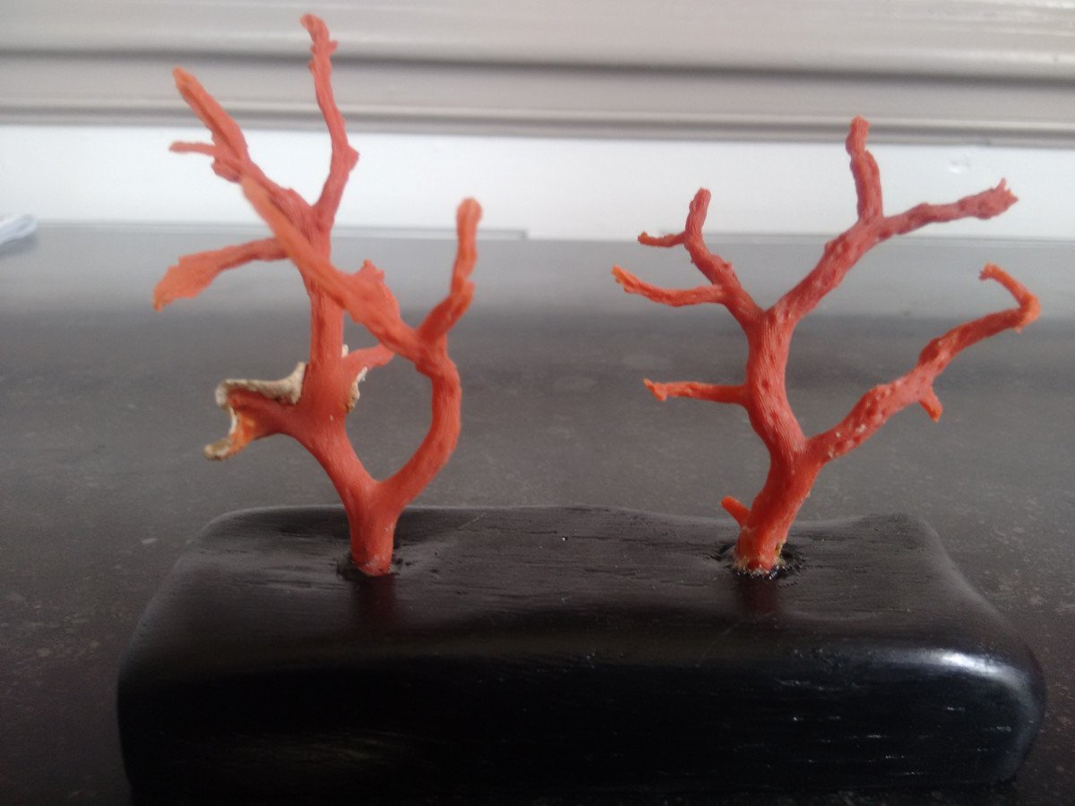 Proantic Branche De Corail Rouge De Méditerranée Montée Sur Un Soc