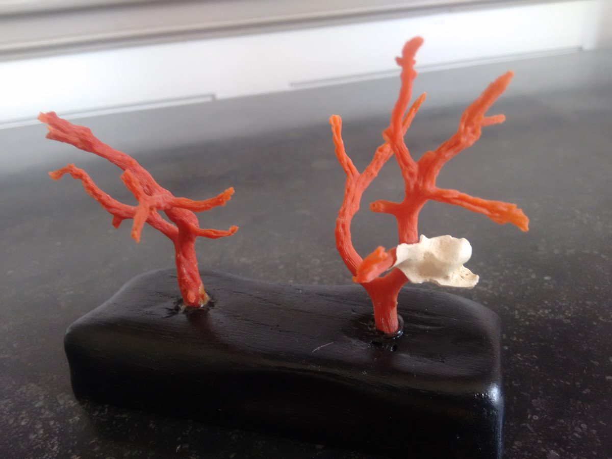 Proantic Branche De Corail Rouge De Méditerranée Montée Sur Un Soc