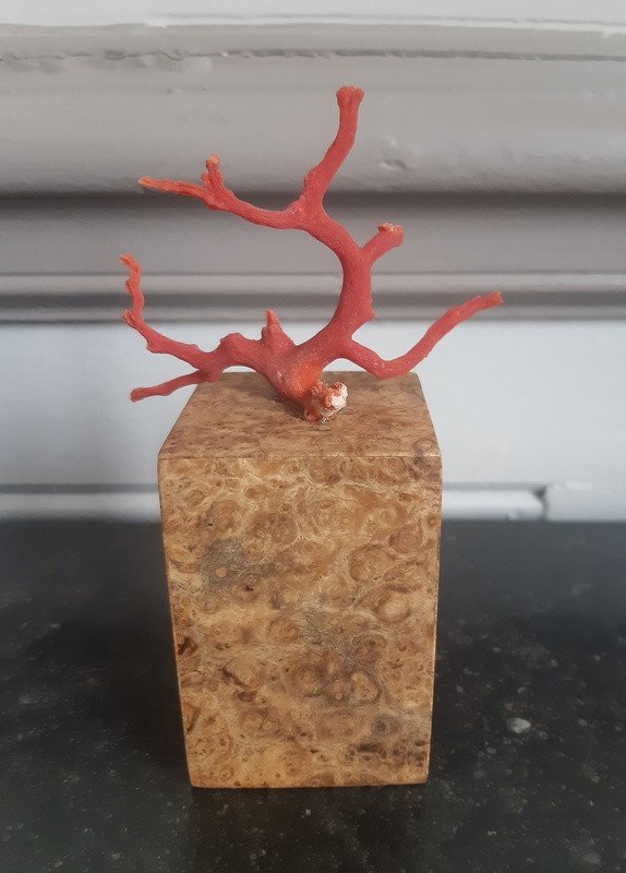 Pretty Branch Of Natural Red Coral Of Japanese Inspiration On A White Amboyna Base-photo-3