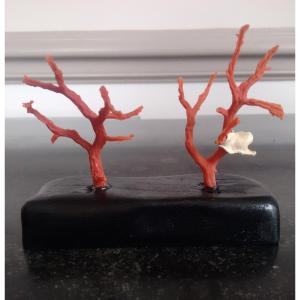 Mediterranean Red Coral Branch Mounted On A Noici Wooden Base Pair Of Corals For