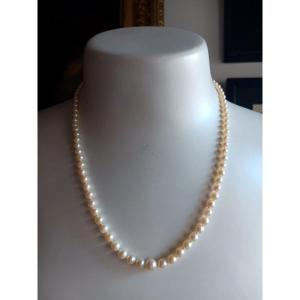 Joli Collier De 93 Perles De Culture En Chute Et Fermoir Or 18 Carats
