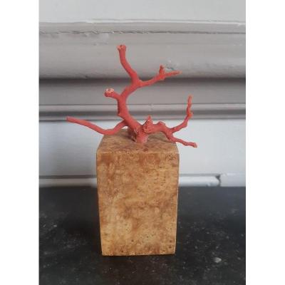 Pretty Branch Of Natural Red Coral Of Japanese Inspiration On A White Amboyna Base