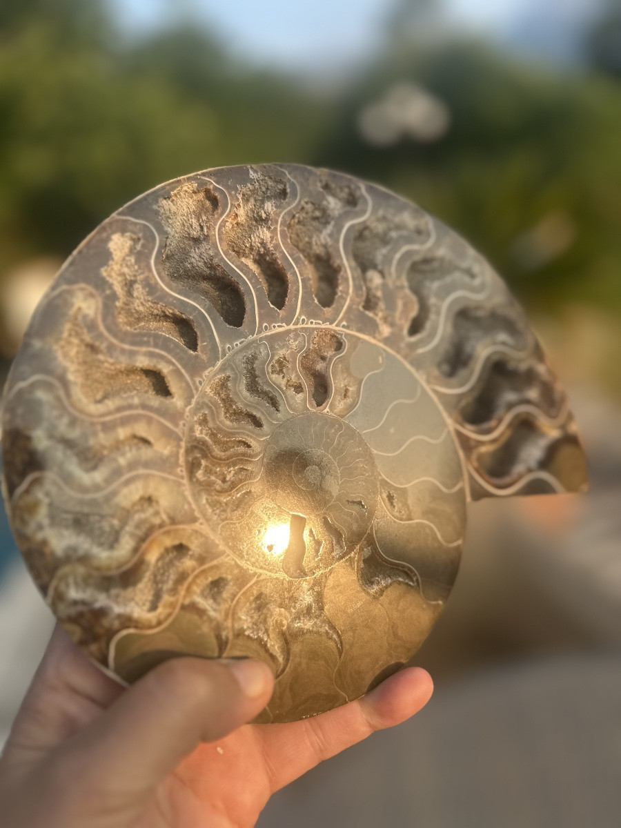 Ammonite Fossil In Natural Stone.-photo-2