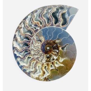 Ammonite Fossil In Natural Stone.