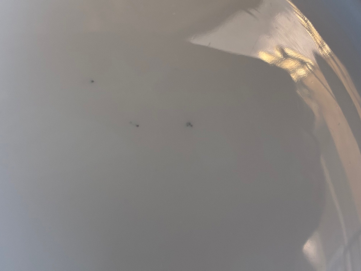 Dinner Plates -photo-3