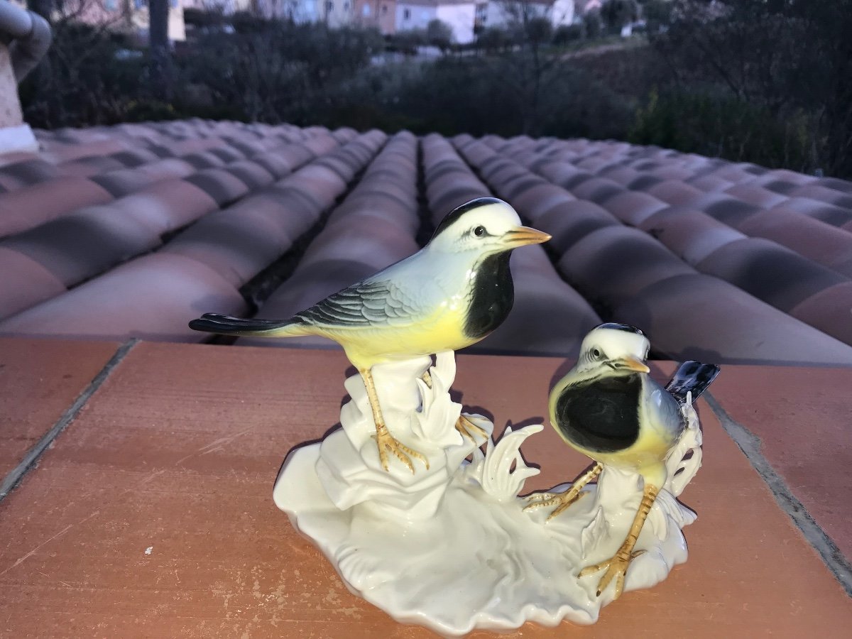 Wagtails Or Blackheads-photo-2