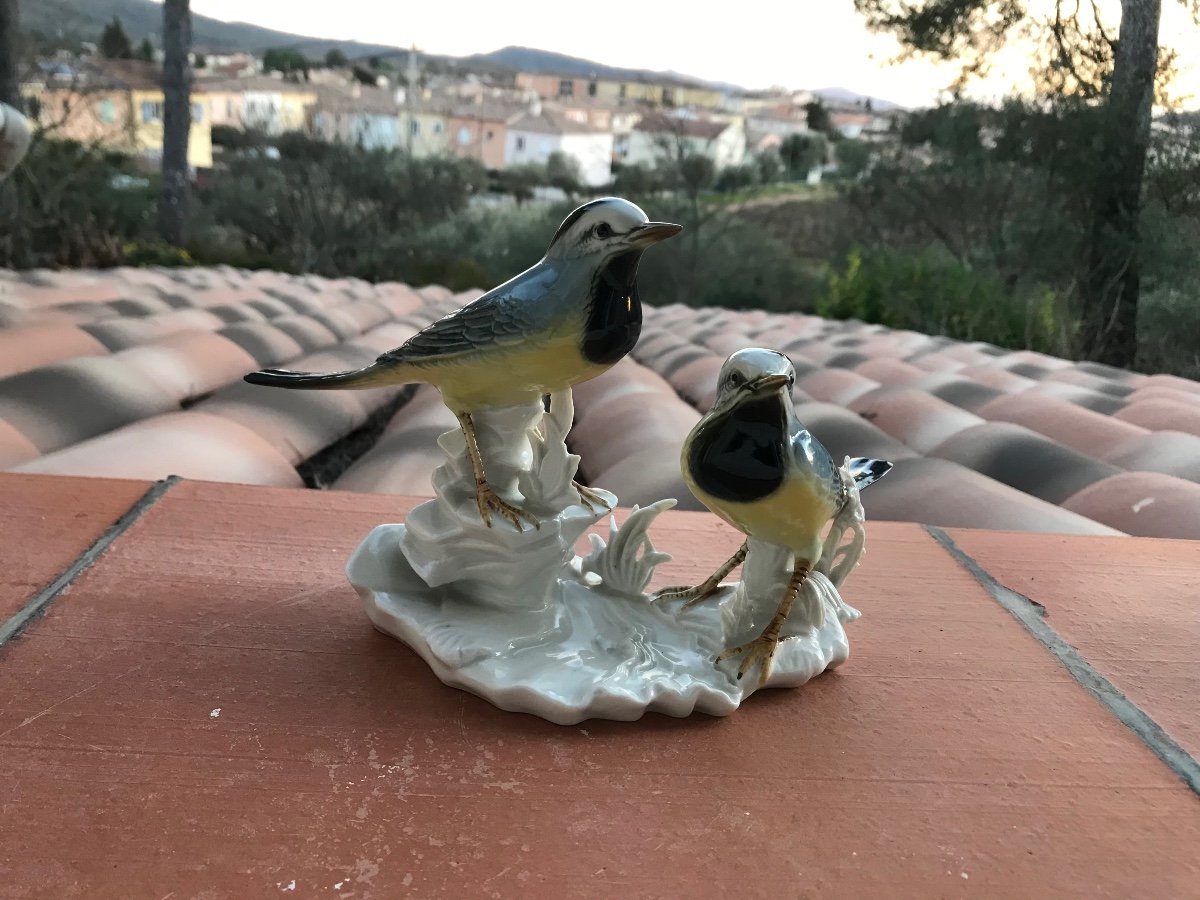 Wagtails Or Blackheads-photo-5