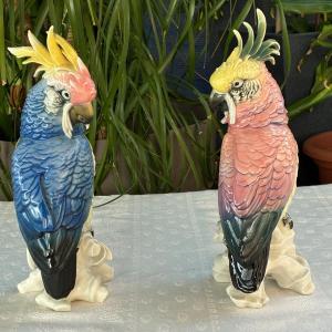 Parrots 