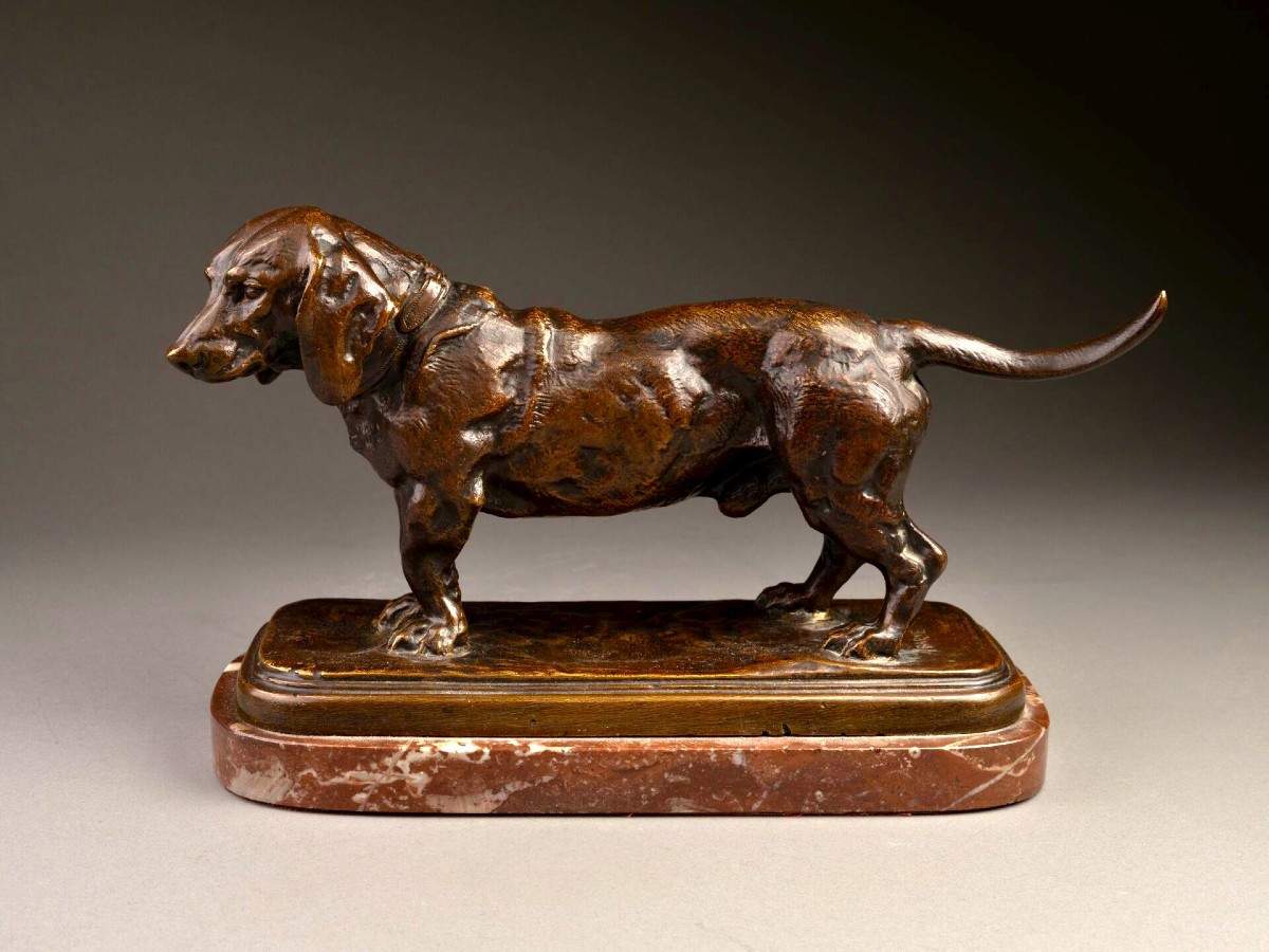 Antoine Louis Barye  Sculpture en bronze patiné " le basset "