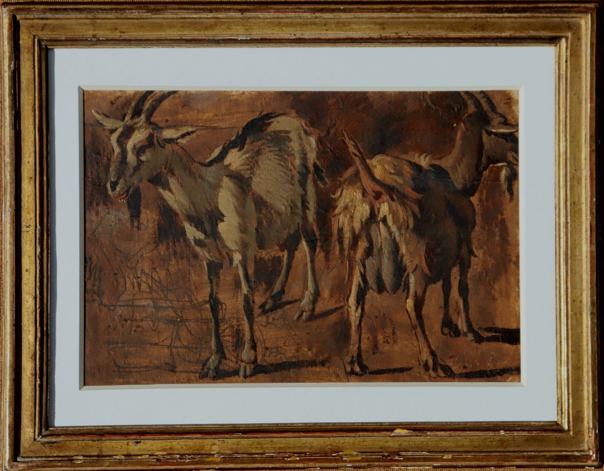 Italian School Of The 17th Century : “goat Studies”