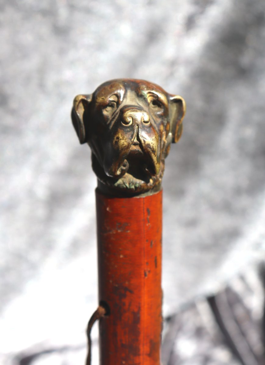 Strong Cane With Dandy Handle : "the Bulldog"-photo-2
