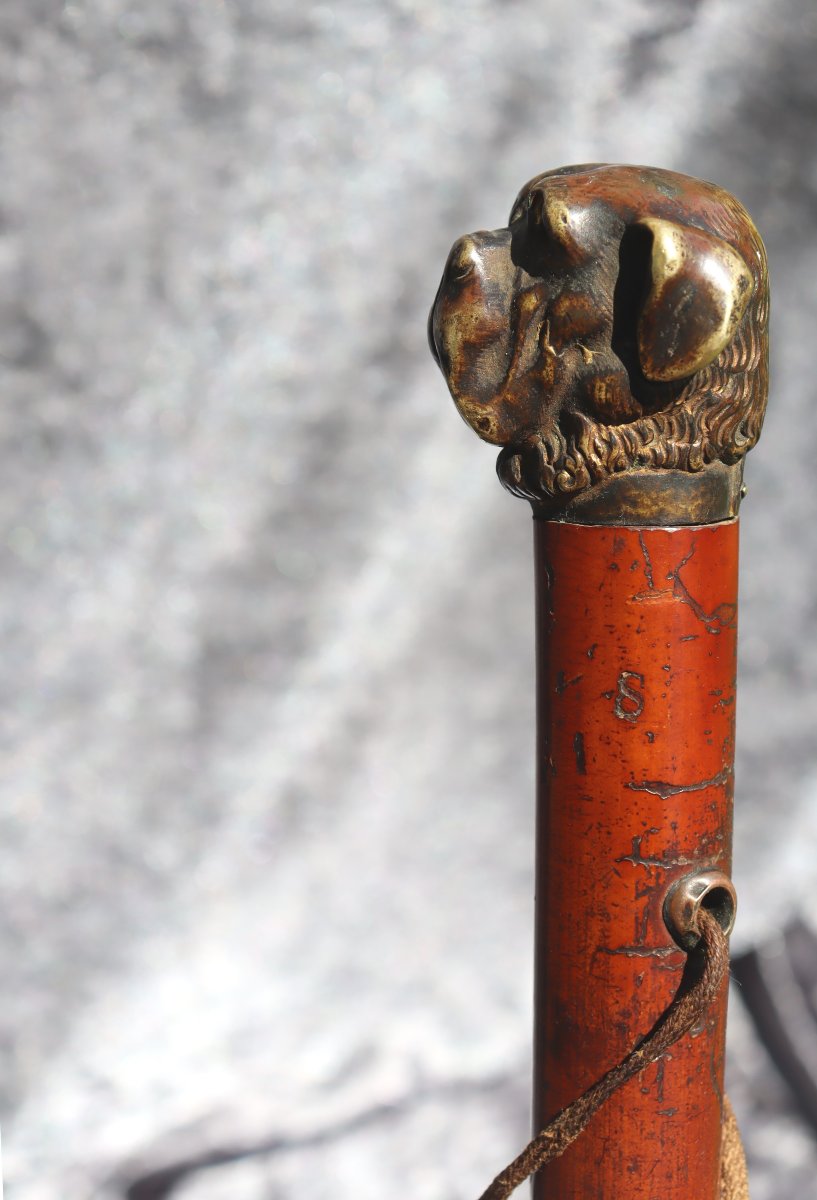 Strong Cane With Dandy Handle : "the Bulldog"-photo-4