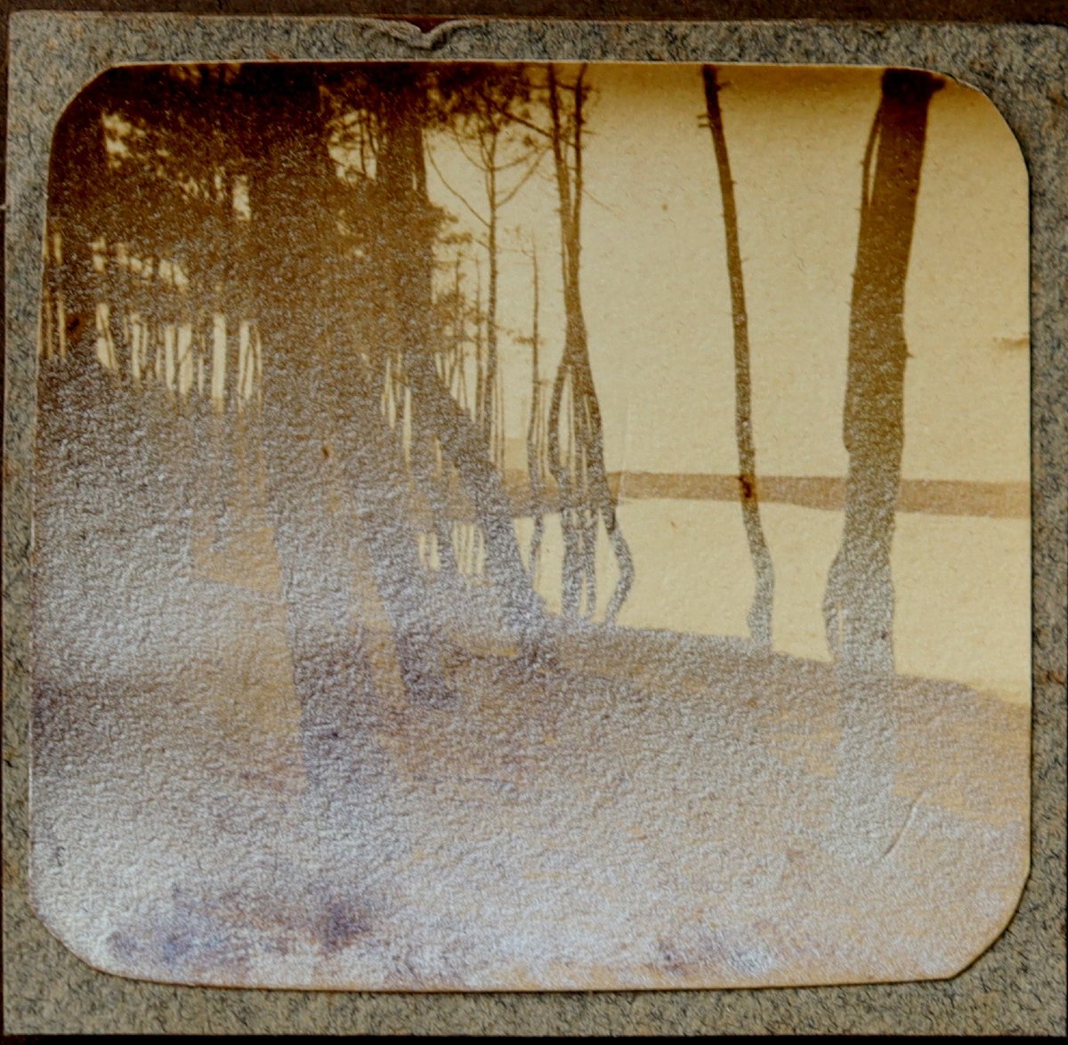 French School Circa 1920 : "album Page With Photos Of The Landes"-photo-3