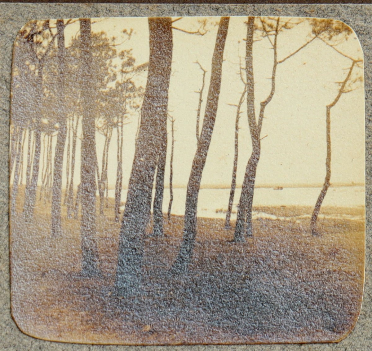 French School Circa 1920 : "album Page With Photos Of The Landes"-photo-4