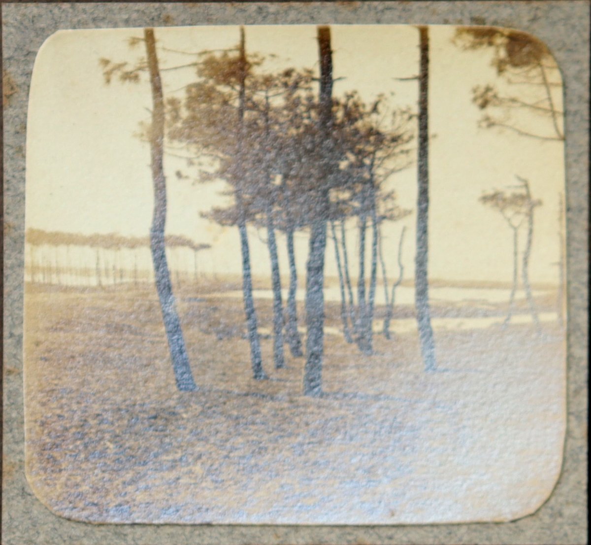 French School Circa 1920 : "album Page With Photos Of The Landes"-photo-2