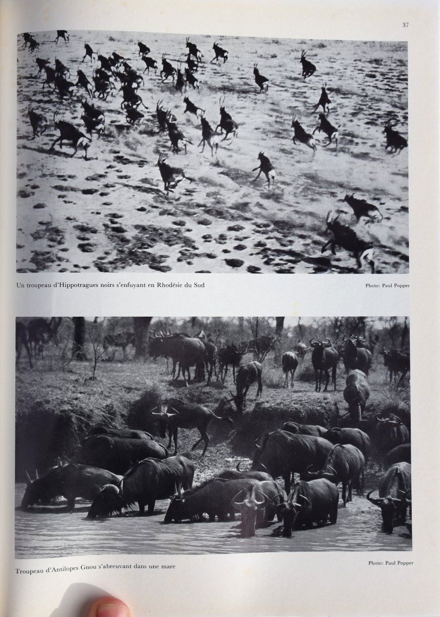 "the Comprehensive Guide To African Wildlife And Hunting"-photo-2