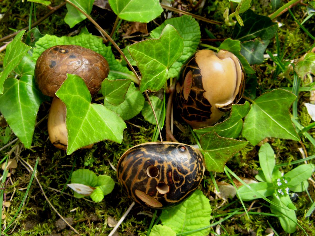 TROIS NETSUKES SCULPTES EN COROZO CHAMPIGNONS, FRUIT-photo-2