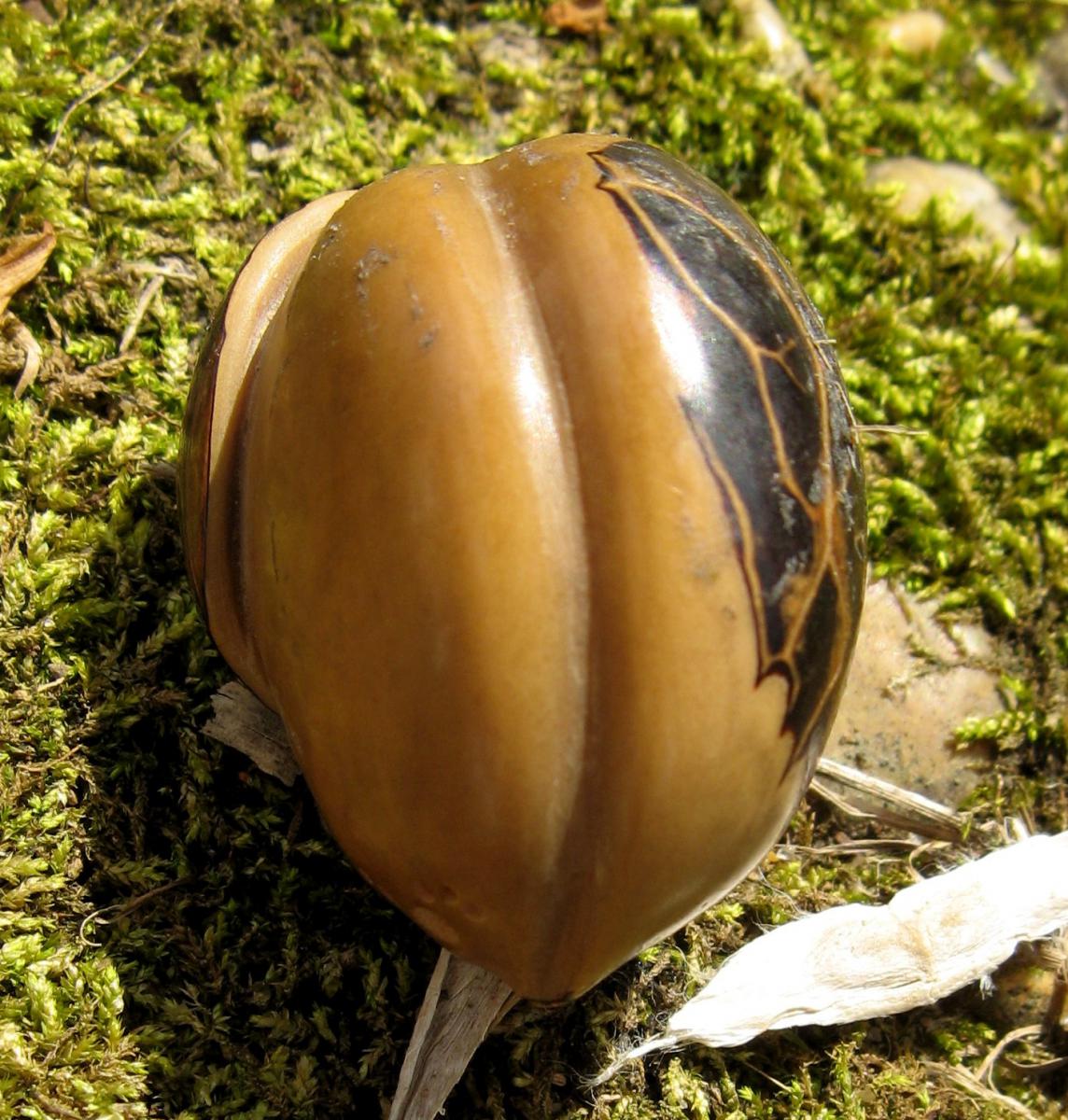 TROIS NETSUKES SCULPTES EN COROZO CHAMPIGNONS, FRUIT-photo-5