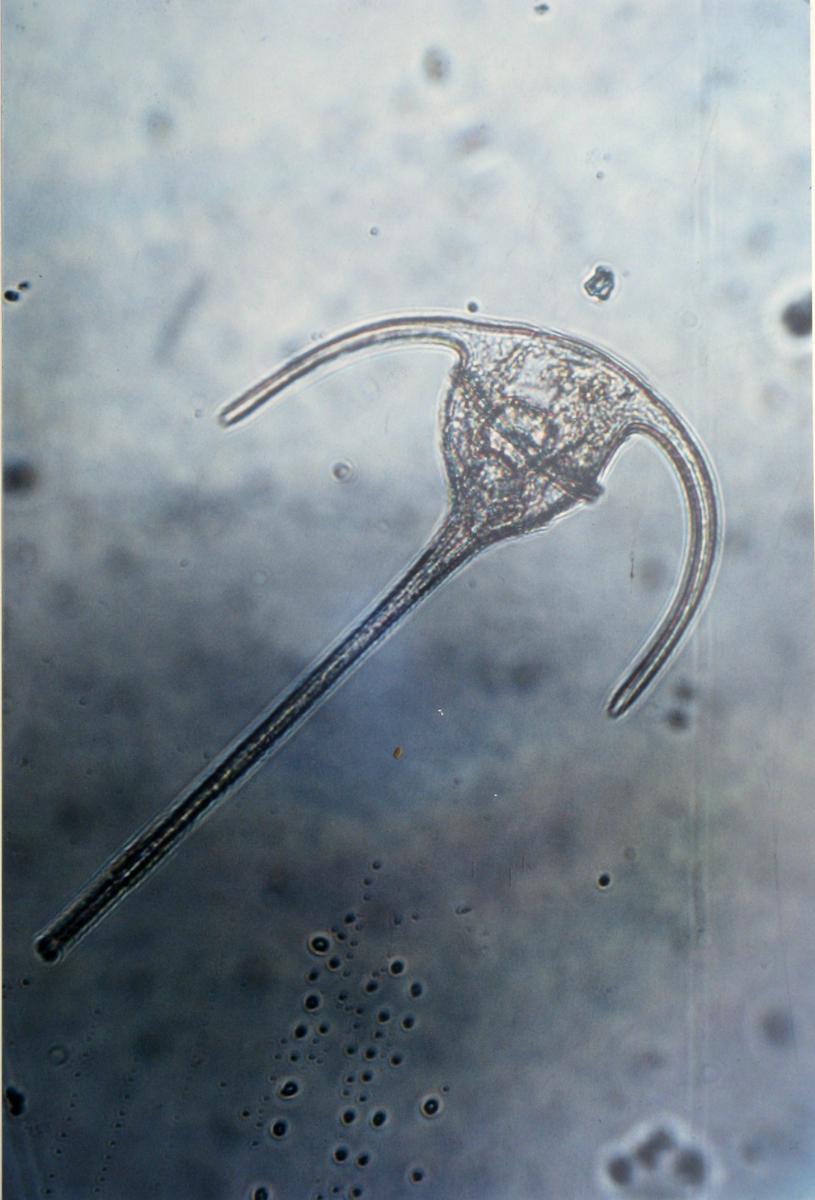 PHOTO SCIENTIFIQUE 1 : DIATOMEE AQUATIQUE-photo-2