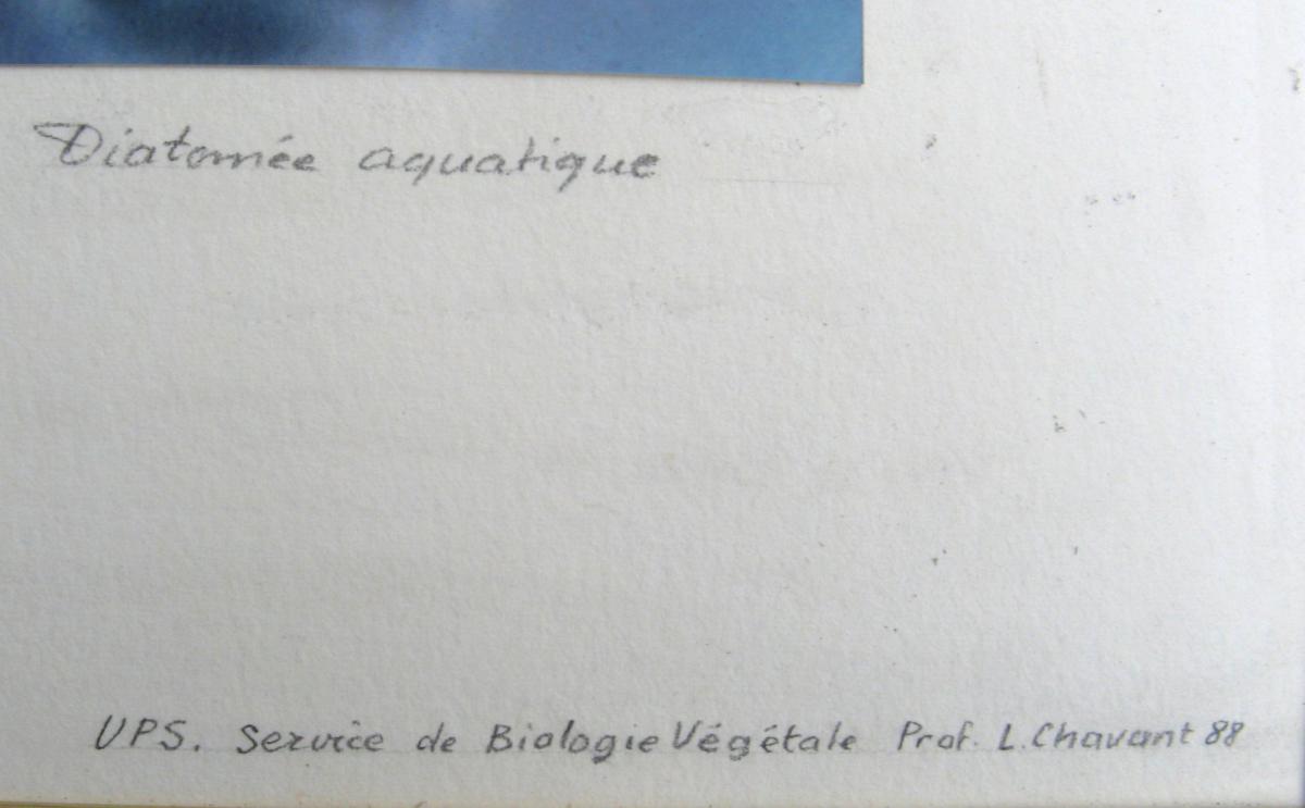 PHOTO SCIENTIFIQUE 1 : DIATOMEE AQUATIQUE-photo-3