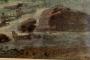 1081364-alb-63e92cccf0f4f.jpg
