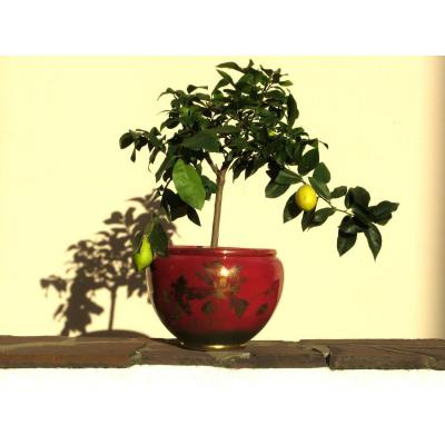 Delphin Massier Vallauris: Huge Pot Cover Decor Gold